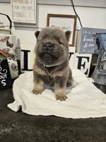 CINNAMON ROUGH BOY, a male Chow Chow for sale in Floyd, VA – 3 of 7