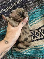 Merle Male Sansa x Sonic, a male Chow Chow for sale in Floyd, VA – 2 of 3