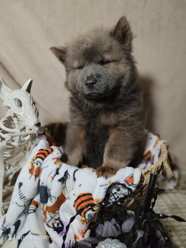 CINNAMON ROUGH BOY 4 – Chow Chow puppy for sale in Floyd, VA