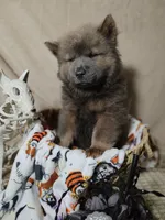 Hold4TsMom, a male Chow Chow for sale in Floyd, VA – 1 of 8