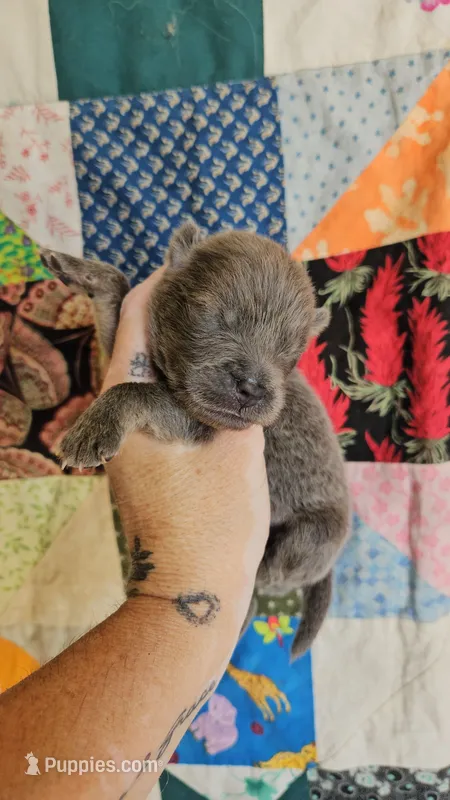 TINY CINNAMON ROUGH BOY – Chow Chow puppy for sale in Floyd, VA