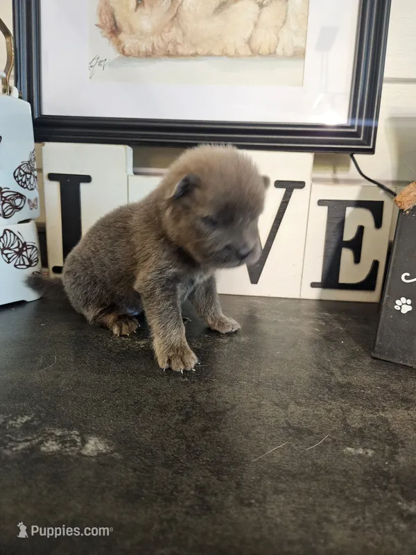 TINY CINNAMON ROUGH BOY – Chow Chow puppy for sale in Floyd, VA