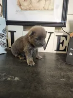 TINY CINNAMON ROUGH BOY, a male Chow Chow for sale in Floyd, VA – 3 of 8