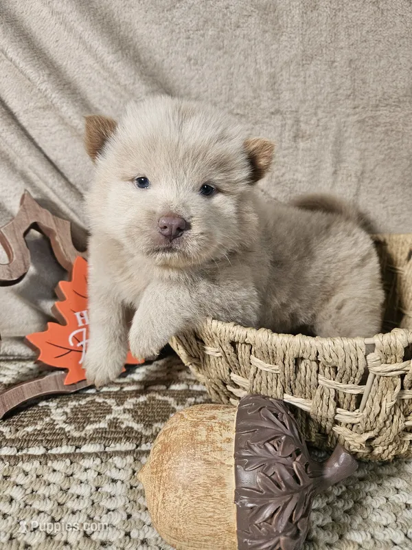 Hold4Dana – Chow Chow puppy for sale in Floyd, VA