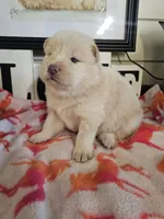 HOLD4DIANE, a female Chow Chow for sale in Floyd, VA – 2 of 4