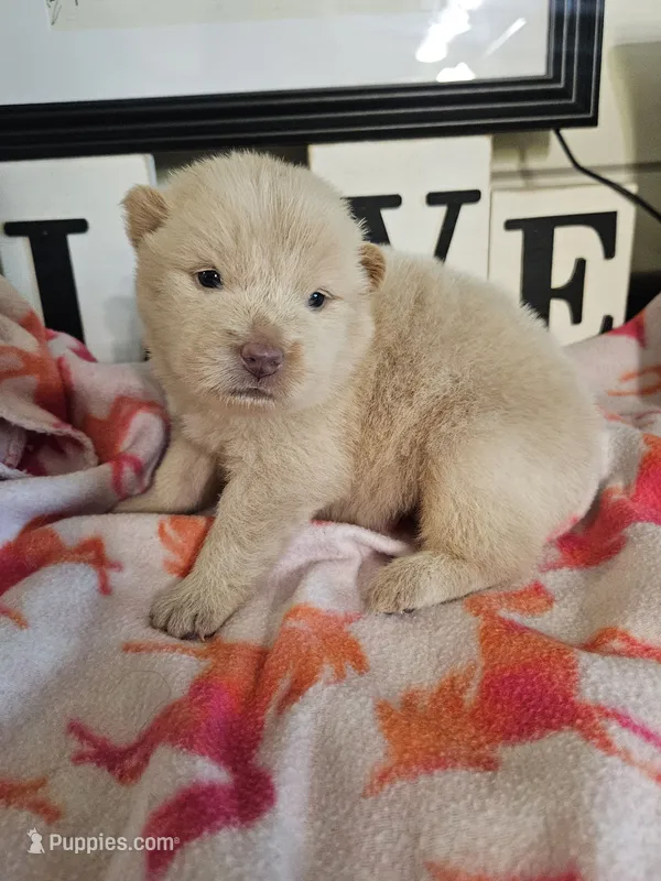 Hold4Dana – Chow Chow puppy for sale in Floyd, VA