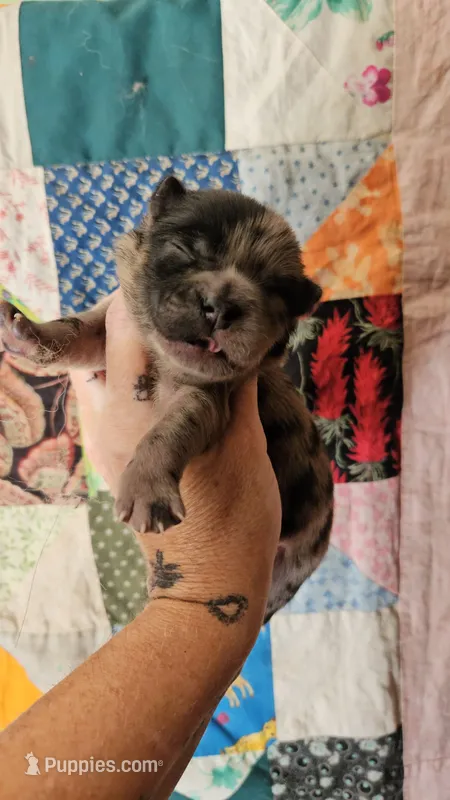 Merle Male Sansa x Sonic – Chow Chow puppy for sale in Floyd, VA
