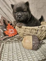 CINNAMON ROUGH BOY 2, a male Chow Chow for sale in Floyd, VA – 3 of 8