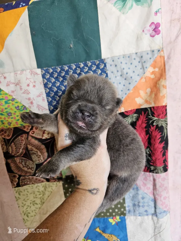 CINNAMON ROUGH BOY 4 – Chow Chow puppy for sale in Floyd, VA