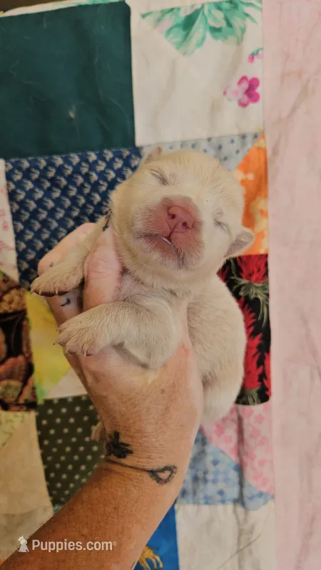 Hold4Dana – Chow Chow puppy for sale in Floyd, VA