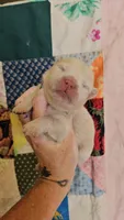 Hold4Dana, a female Chow Chow for sale in Floyd, VA – 1 of 3