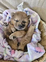 Hold4Dalton, a female Chow Chow for sale in Floyd, VA – 2 of 6