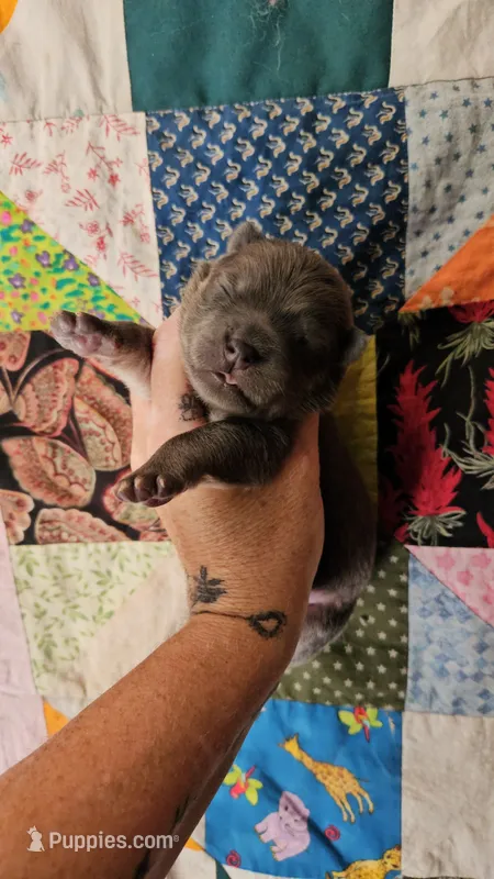 LT Cinnamon boy SansaxSonic – Chow Chow puppy for sale in Floyd, VA