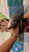 Hold4Truman, a male Chow Chow for sale in Floyd, VA – 3 of 5