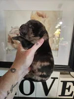 SPLIT FACE MERLE GIRL, a female Chow Chow for sale in Floyd, VA – 2 of 3