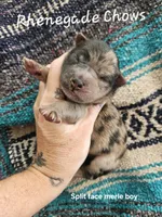 Merle Male Sansa x Sonic, a male Chow Chow for sale in Floyd, VA – 1 of 3