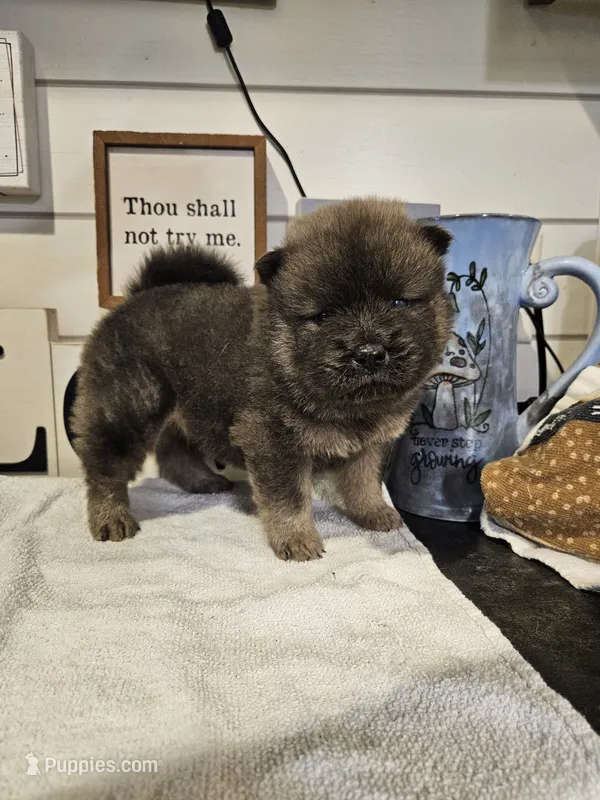 CINNAMON ROUGH BOY 3 – Chow Chow puppy for sale in Floyd, VA