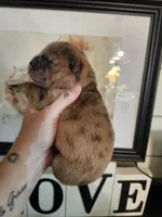 MERLE CHOW GIRL, a female Chow Chow for sale in Floyd, VA – 2 of 3