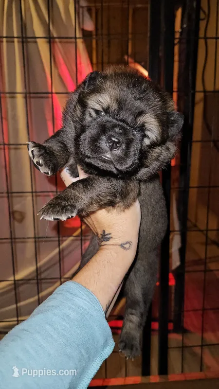 Red and Tan Female – Chow Chow puppy for sale in Floyd, VA