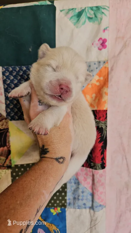 Hold4Khomoni – Chow Chow puppy for sale in Floyd, VA