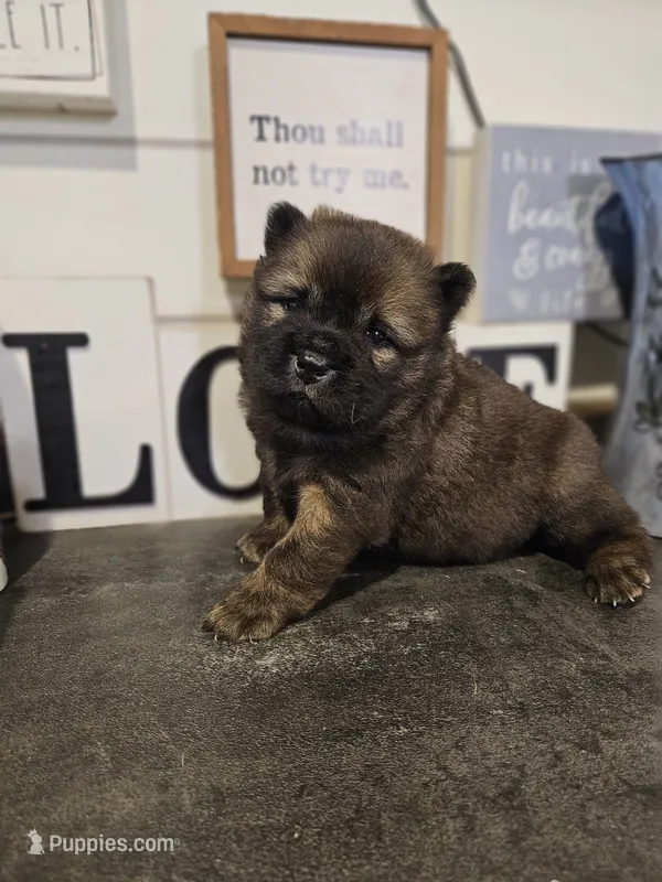 Red Male Rough coat Sansa x Sonic – Chow Chow puppy for sale in Floyd, VA