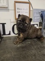 Red Male Rough coat Sansa x Sonic, a male Chow Chow for sale in Floyd, VA – 3 of 7