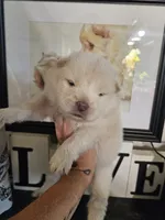Hold4Ronnie, a male Chow Chow for sale in Floyd, VA – 3 of 6