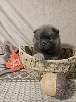 CINNAMON ROUGH BOY 4, a male Chow Chow for sale in Floyd, VA – 2 of 7