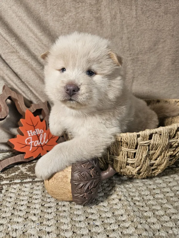 HOLD4DIANE – Chow Chow puppy for sale in Floyd, VA