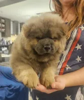 GORGEOUS CINNAMON 5092, a male Chow Chow for sale in Riner, VA – 2 of 6