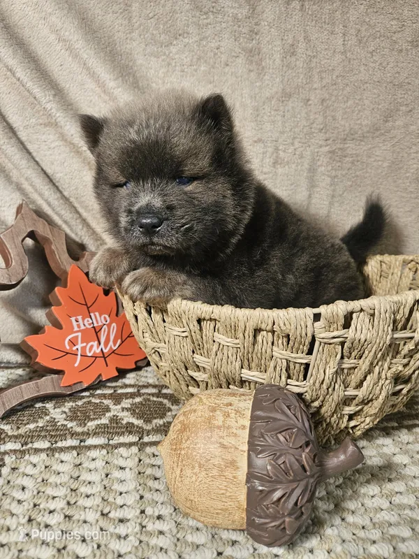 CINNAMON ROUGH BOY 2 – Chow Chow puppy for sale in Floyd, VA