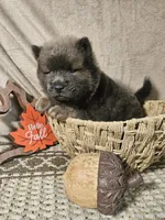 CINNAMON ROUGH BOY 2, a male Chow Chow for sale in Floyd, VA – 1 of 8