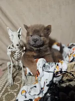 CINNAMON ROUGH BOY 2, a male Chow Chow for sale in Floyd, VA – 1 of 9