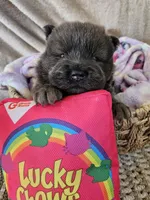 Hold4Tienisha, a female Chow Chow for sale in Floyd, VA – 3 of 6