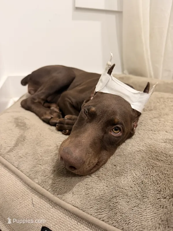 Aspen/Alpina – Doberman Pinscher puppy for sale in Miami, FL