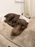 Aspen/Alpina, a female Doberman Pinscher for sale in Miami, FL – 1 of 5