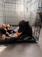 Aspen/Alpina, a female Doberman Pinscher for sale in Miami, FL – 3 of 5