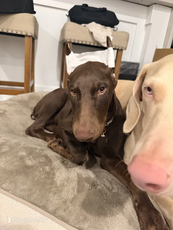 Aspen/Alpina – Doberman Pinscher puppy for sale in Miami, FL
