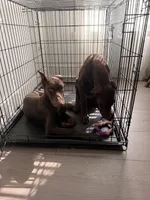 Aspen/Alpina, a female Doberman Pinscher for sale in Miami, FL – 4 of 5