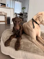 Aspen/Alpina, a female Doberman Pinscher for sale in Miami, FL – 2 of 5