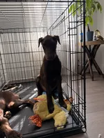 Aspen/Alpina, a female Doberman Pinscher for sale in Miami, FL – 5 of 5