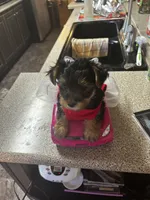 My girl, a male Yorkshire Terrier for sale in Rhome, TX – 2 of 3