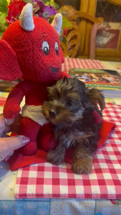 Little man , a male Yorkshire Terrier for sale in Rhome, TX – 3 of 4