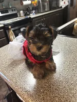 My girl, a male Yorkshire Terrier for sale in Rhome, TX – 3 of 3
