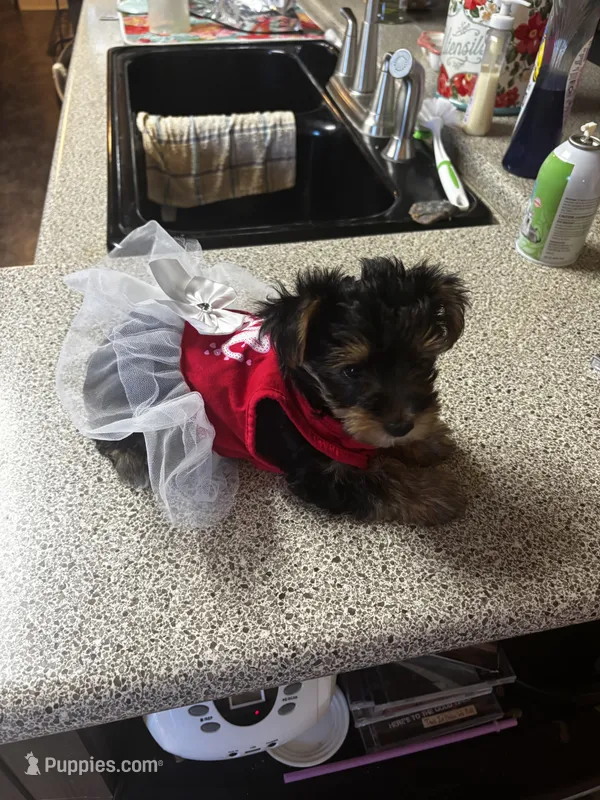 My girl – Yorkshire Terrier puppy for sale in Rhome, TX