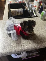 My girl, a male Yorkshire Terrier for sale in Rhome, TX – 1 of 3