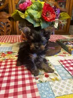 Tiny man, a male Yorkshire Terrier for sale in Rhome, TX – 1 of 3