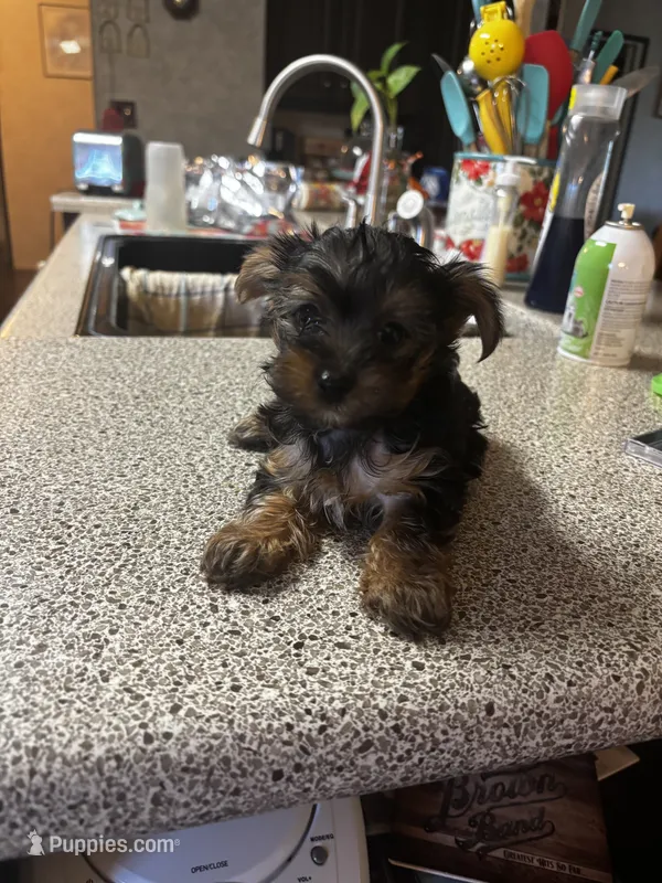 Little man  – Yorkshire Terrier puppy for sale in Rhome, TX