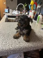 Little man , a male Yorkshire Terrier for sale in Rhome, TX – 1 of 4