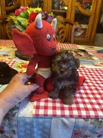 Little man , a male Yorkshire Terrier for sale in Rhome, TX – 2 of 4